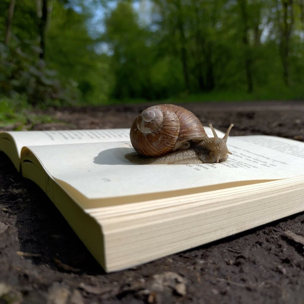 Leseschnecke Schnecke auf Buch im Wald